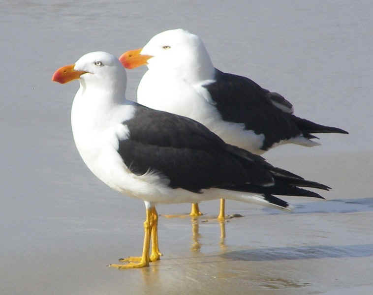 Pacific Gull.JPG (79678 bytes)