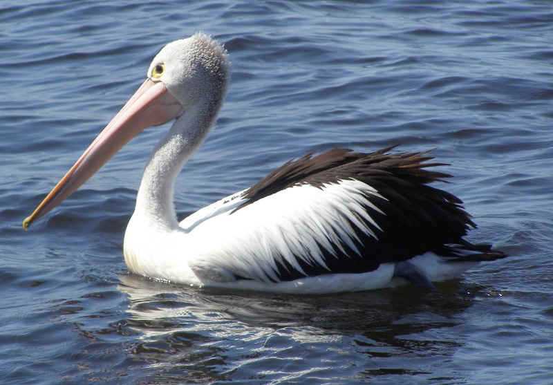 Pelican1.JPG (134160 bytes)