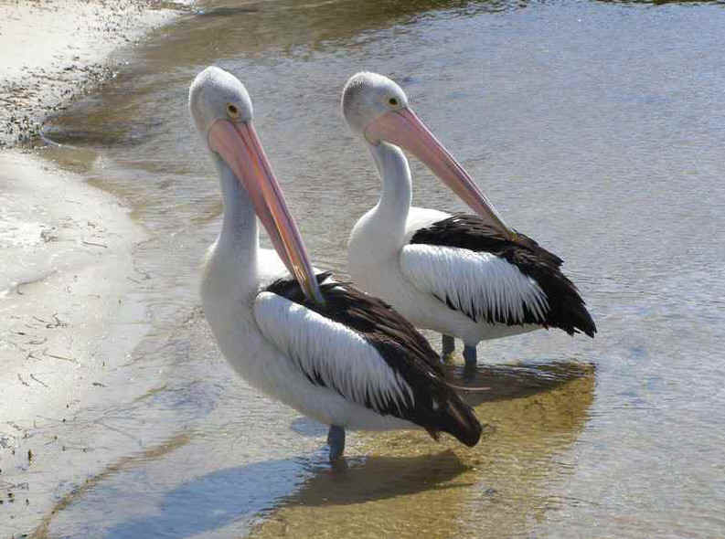 Pelican2.JPG (112171 bytes)