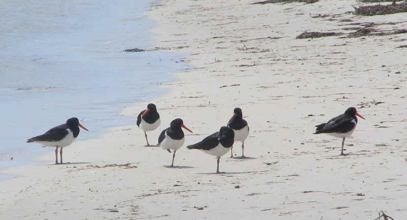 Pied Oystercatchers.JPG (88444 bytes)