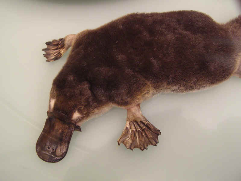 Platypus.JPG (90577 bytes)