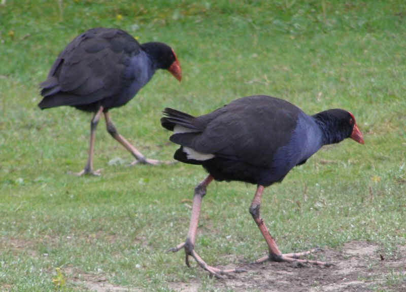 Purple swamp hen.JPG (98195 bytes)