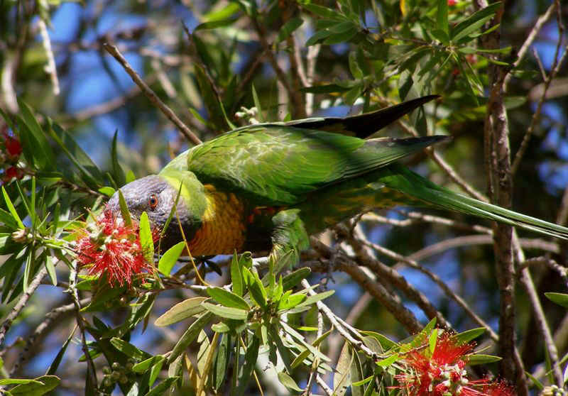Rainbow lorrikeet.JPG (106681 bytes)
