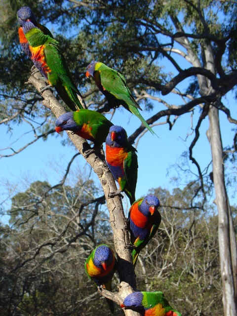 Rainbow lorrikeets.JPG (166495 bytes)
