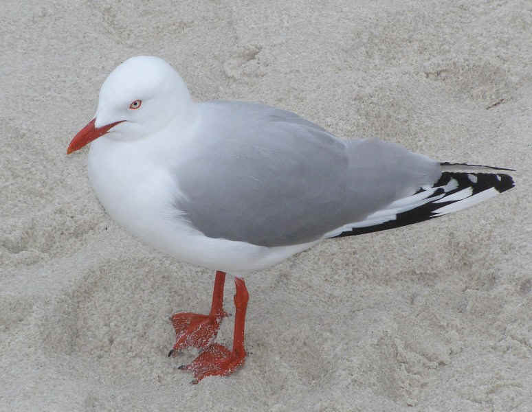 Silver-Gull.JPG (123293 bytes)