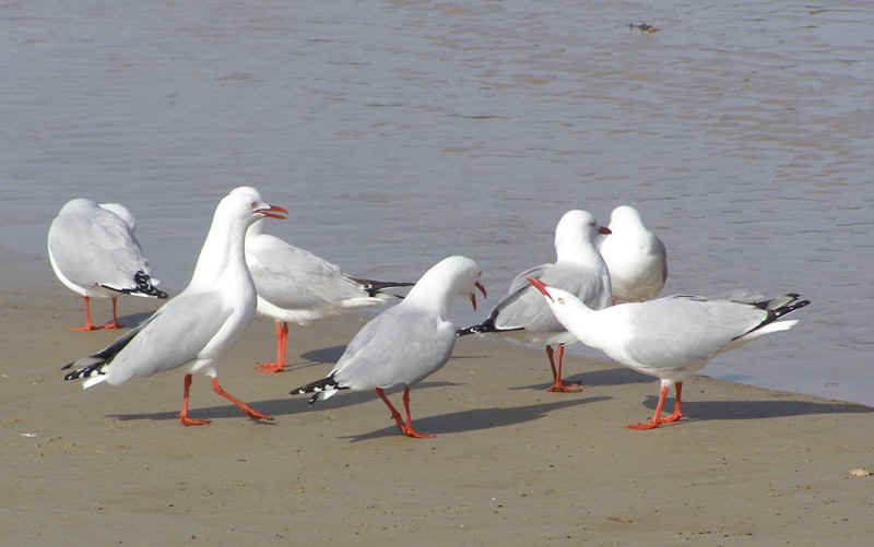 Silver Gulls.JPG (76723 bytes)