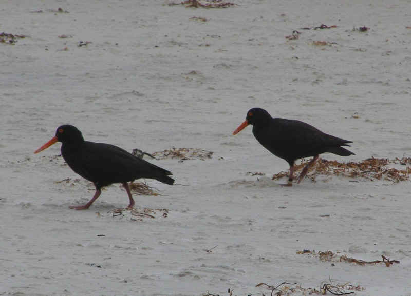 Sooty Oystercatcher.JPG (97696 bytes)