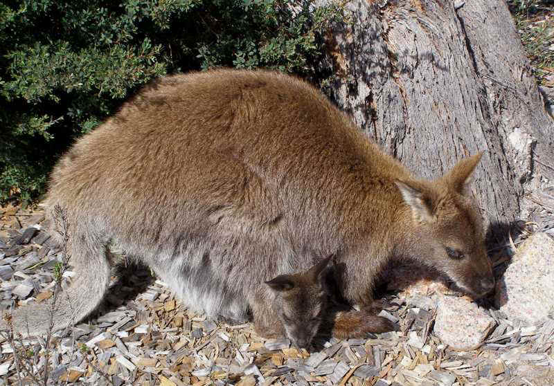 Wallaby & joey.JPG (94793 bytes)