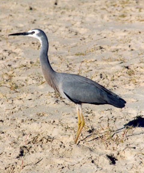 White faced Heron.jpg (94052 bytes)