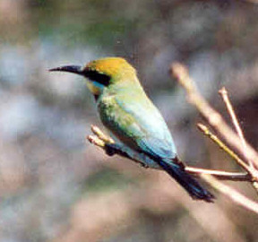 beeater.jpg (26792 bytes)