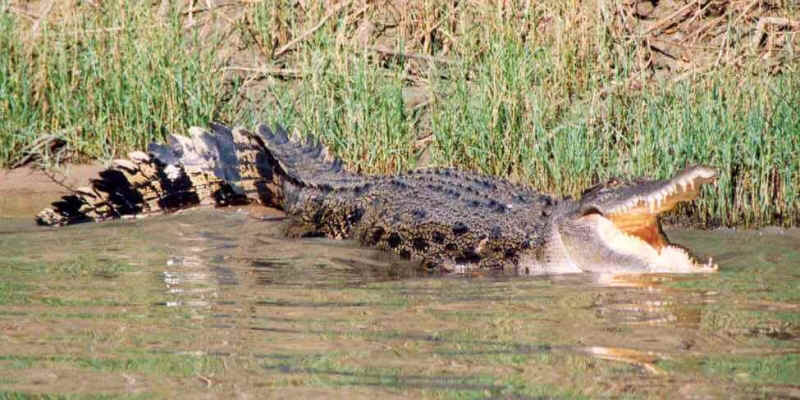 croc.jpg (310686 bytes)