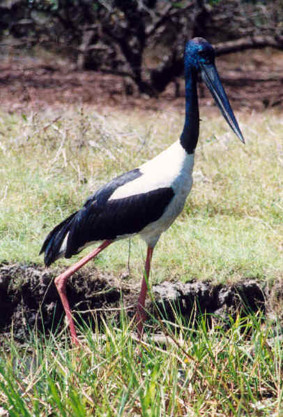 jabiru3.jpg (82739 bytes)