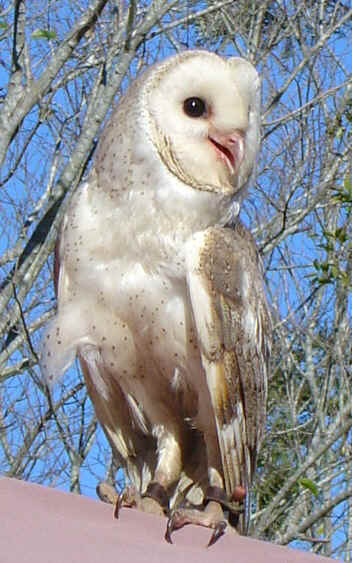 owl.JPG (96327 bytes)