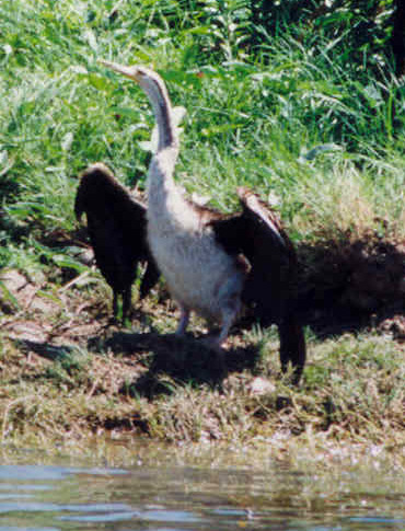 shag.jpg (91872 bytes)
