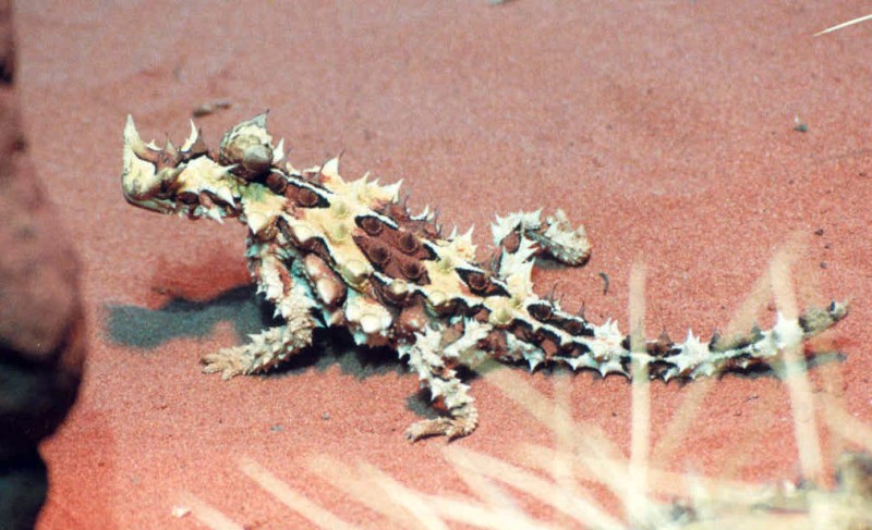 thdevil.jpg (107530 bytes)