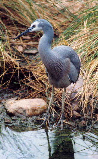 waders2.jpg (49570 bytes)